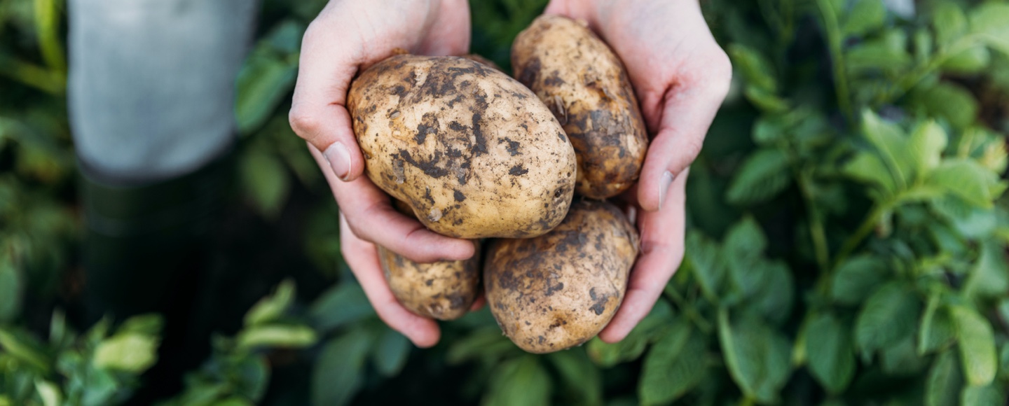 Notre passion commune, <br />
la pomme de terre de nos terroirs