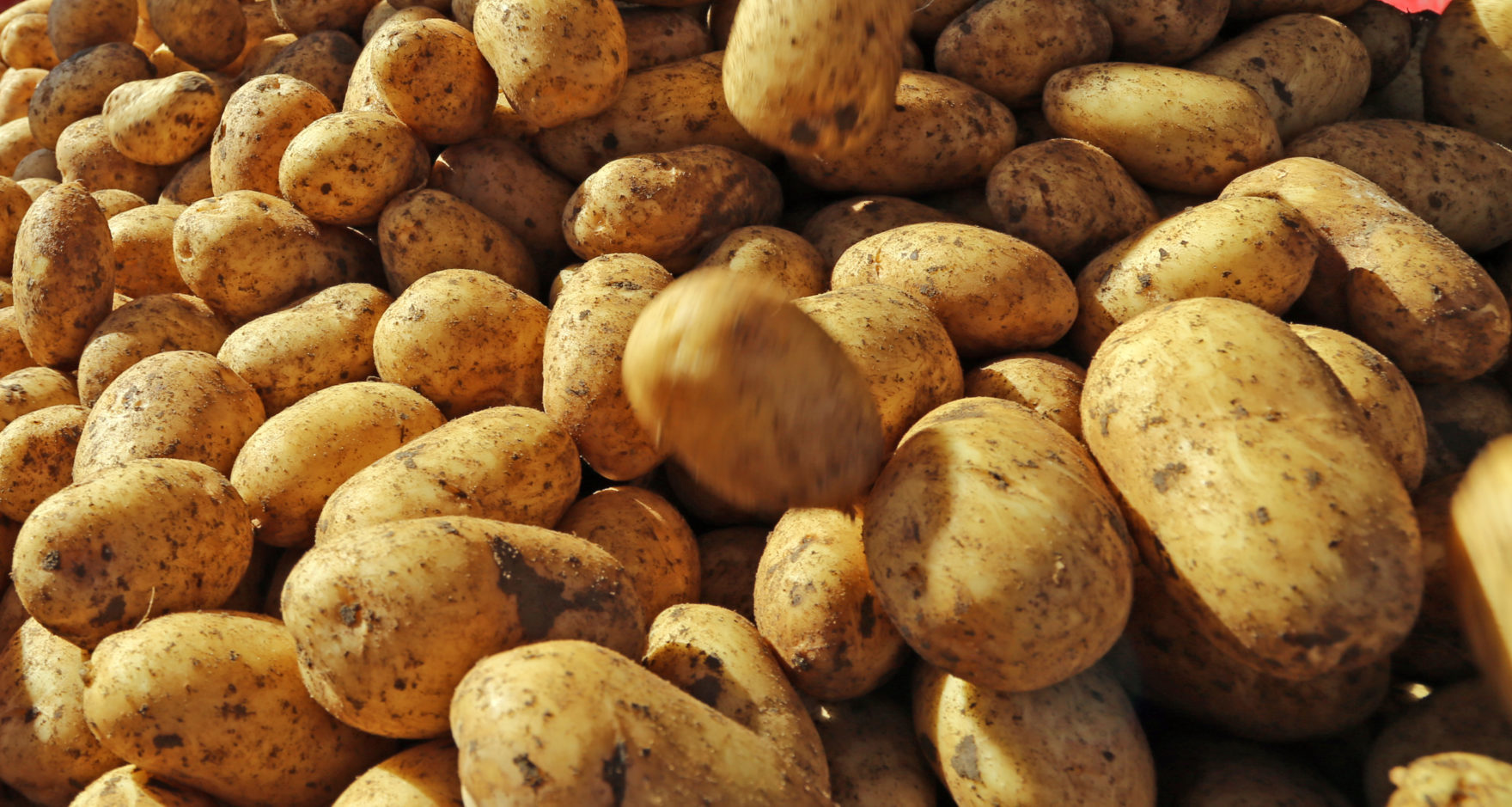 POMMES DE TERRE DE FRANCE