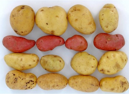 Etude post CIPC sur la tenue de la pomme de terre en rayon